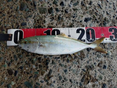 ワカシの釣果