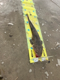 マゴチの釣果