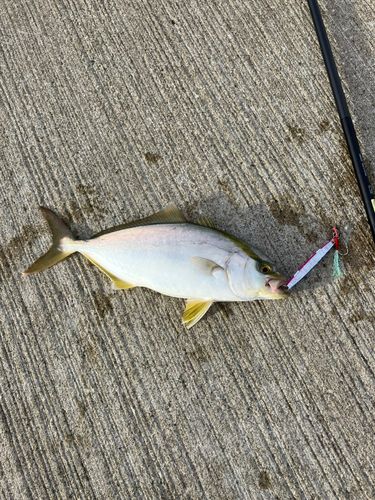 ショゴの釣果