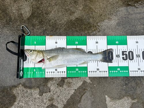セイゴ（マルスズキ）の釣果