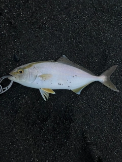 ショゴの釣果