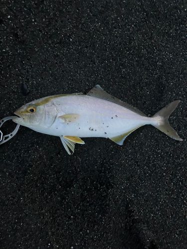 ショゴの釣果
