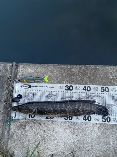 ライギョの釣果
