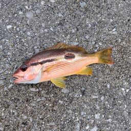 ヨコスジフエダイ