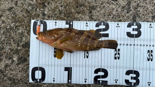 キジハタの釣果