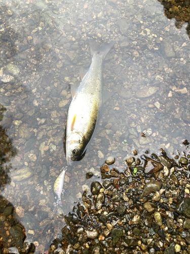 ウグイの釣果