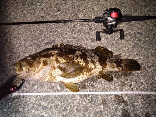 タケノコメバルの釣果