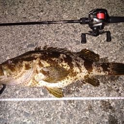 タケノコメバル