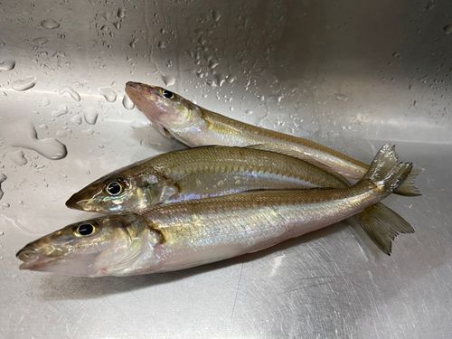 シロギスの釣果