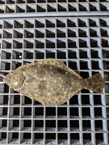 ヒラメの釣果
