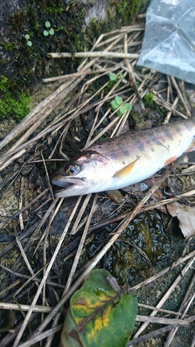 ヤマメの釣果