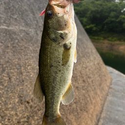 ブラックバス
