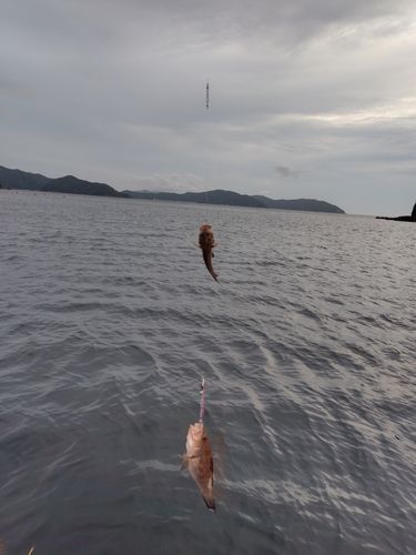 オオモンハタの釣果
