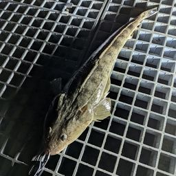 マゴチ