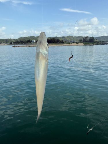 キスの釣果