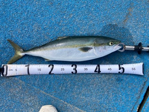 イナダの釣果