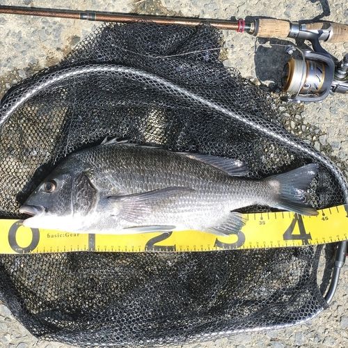 クロダイの釣果
