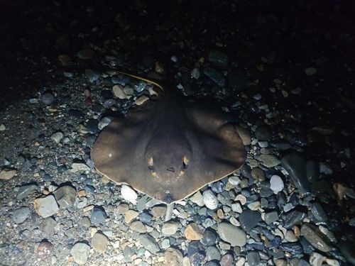 アカエイの釣果