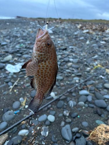 オオモンハタの釣果