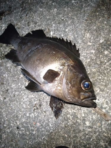 メバルの釣果