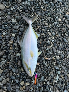 シオの釣果
