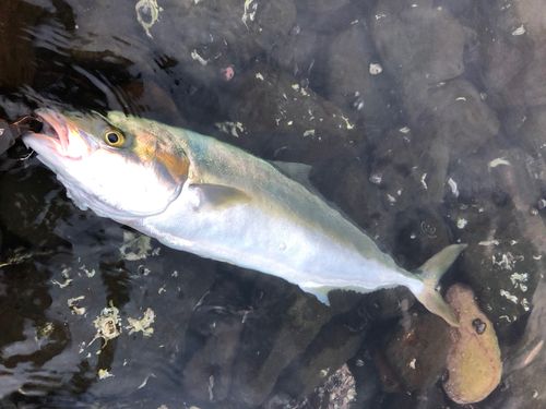 ヒラマサの釣果