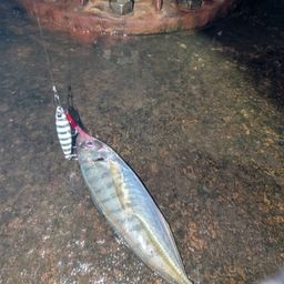 アジ