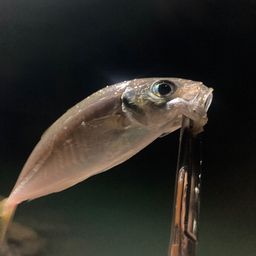 アジ