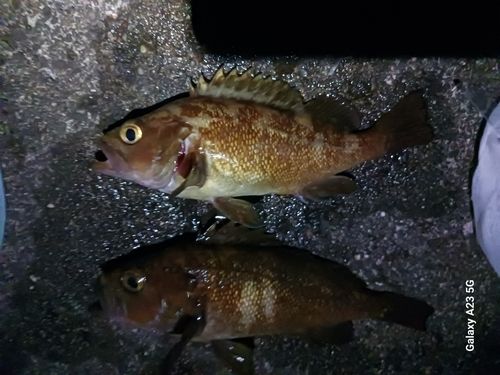 エゾメバルの釣果