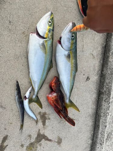 ツバス