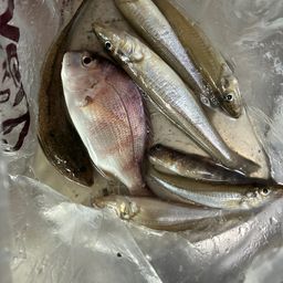 シロギス