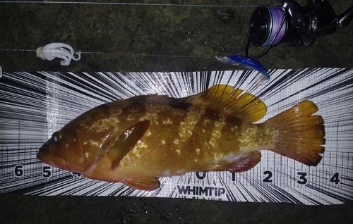 キジハタの釣果