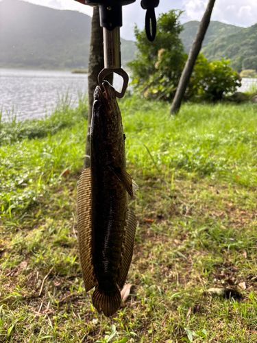 ライギョの釣果