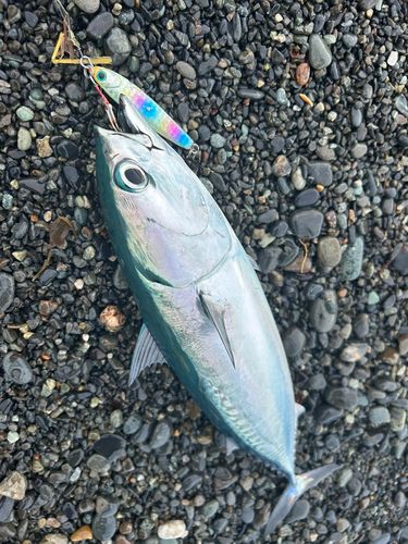 ソウダガツオの釣果