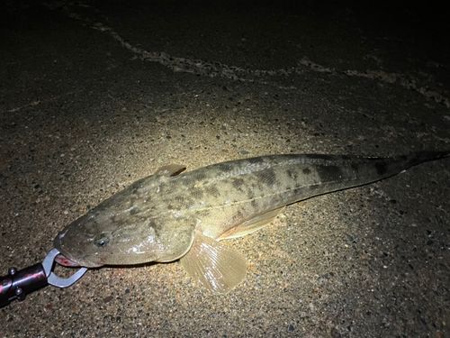 マゴチの釣果