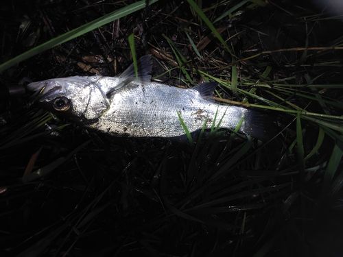 フッコ（マルスズキ）の釣果