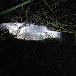 フッコ（マルスズキ）