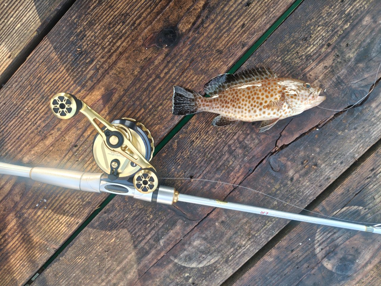 SHIMANO 19セイハコウ SP RC83 RC83 ゴールド LEFTの最安値