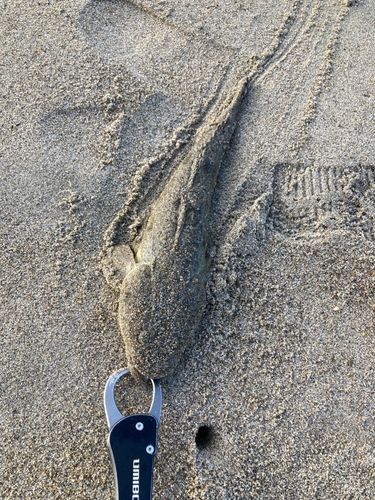 マゴチの釣果