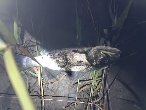 フッコ（マルスズキ）の釣果