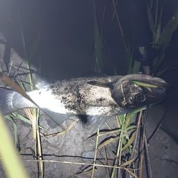 フッコ（マルスズキ）