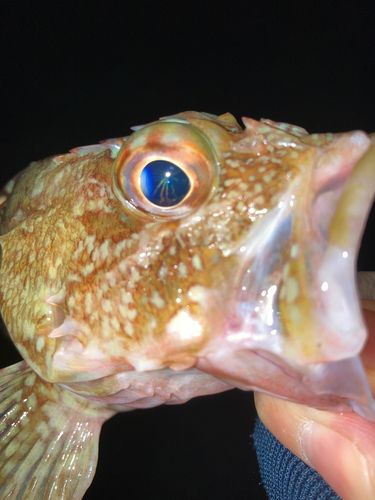 キジハタの釣果