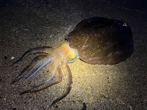 イカの釣果
