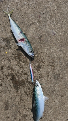 サバの釣果