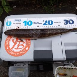 エソ