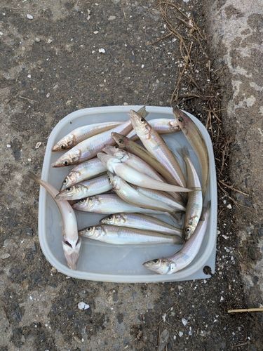 キスの釣果