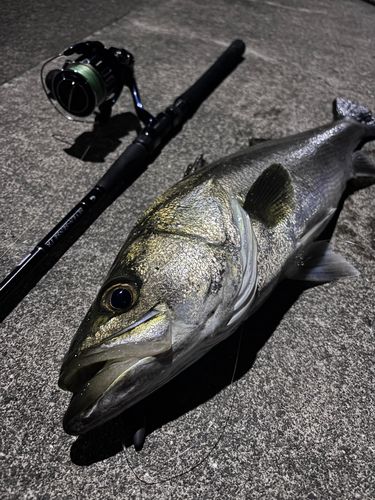 マルスズキの釣果