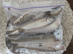 シロギスの釣果