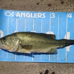 ラージマウスバス