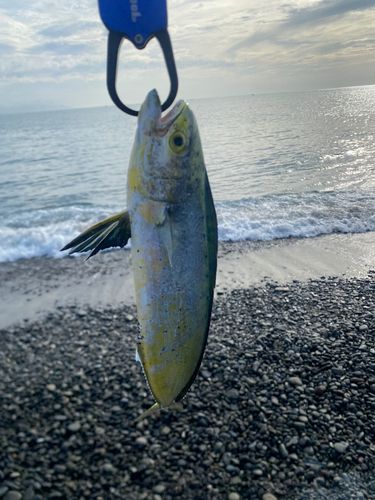 シイラの釣果